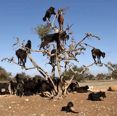 argan